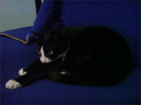 6.gif